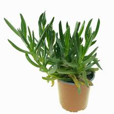 Image result for Carpobrotus