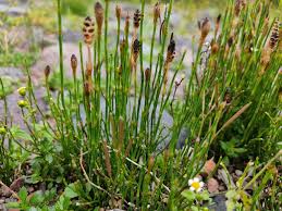 Image result for Equisetum