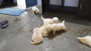We have several options to get your puppy to you! Top 10 Pet Shops In Bokaro Best Pet Store Suppliers Justdial