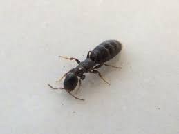 Insetti neri in casa di notte. Sclerodermus Domesticus Wikipedia