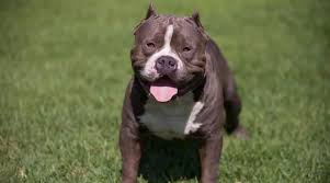 Further, there are famous female gods in greek history, and their names are so popular among many people around the world. Tough Dog Names 200 Strong Powerful Names For Male Dogs