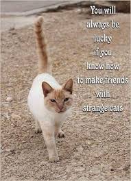 Pin By Evie Peavey On Everything Cats In 2020 Cats Cat Memes Pets Cats