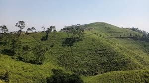 Tak heran karena memang kabupaten ini dibalik itu, kebun teh kemuning juga menyimpan panorama alam yang sangat indah sehingga menarik banyak hati wisatawan yang sedang berlibur di. Kebun Teh Kemuning Salah Satu Tempat Wisata Berhawa Dingin Di Karanganyar Solo Halaman 1 Kompasiana Com