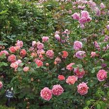 Boscobel English Shrub Rose David Austin Roses Boscobel Shrub Roses David Austin Roses