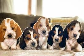 Image result for basset hound