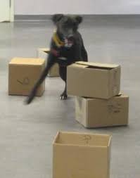 Canine Nosework Let Your Dog Use His Or Her Brain Great For A Rainy Day When You Can T Go Run Nose Work Dogs Dog Training Nose Work