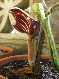 We pride ourselves on supplying high quality bulbs and perennials that have all been grown on our farm and naturalised t Arisaema Speciosum 2 Members Gallery Carnivorous Plants Uk