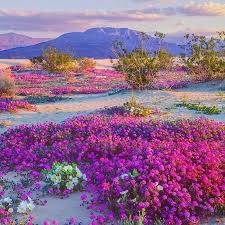 After having such a great time checking out the poppy superbloom near lake elsinore last week, vince and i decided to visit anza borrego state park to. Superbl M Hey Californians This Rainy Winter Gave Our Deserts Life Again The Anza Borrego Desert Is Havin Fotografia Da Natureza Lindas Paisagens Natureza