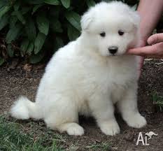 Simoid Dogs Bulky Samoyed Puppies Ready To Go Home Now In Brisbane Queensland Samoyed Puppies For Sale Samoyed Puppy Puppies