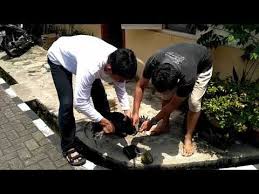 Ayam Cemani Darah Hitam Orang Darah