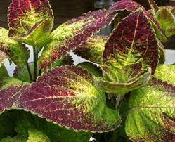 Image result for Coleus scutellarioides
