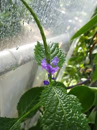 Image result for Stachytarpheta urticifolia