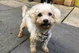 We did not find results for: Meet The New Pet Of The Week This Miniature Poodle Mix Can Be Adopted Today Phillyvoice