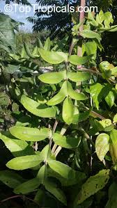 Image result for Bryophyllum