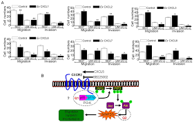 Cxcl5 Cxcr2 Axis Promotes Bladder Cancer Cell Migration And