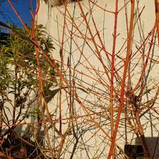 Maybe you would like to learn more about one of these? Cornus Sanguinea Midwinter Fire Red Twig Dogwood Midwinter Fire Uploaded By Agarve