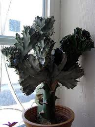 How do i make good cactus soil? Coral Cactus Growing The Frankenstein Of The Succulent World Epic Gardening