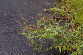 Image result for Tephrosia zambiana