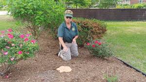 Yellow slime mold that isn't. Green Biz Nursery And Landscaping Slime Mold Fungus On Mulch Facebook