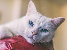 If you have side effects, tell your cancer care team so they can help. Cat Scratch Fever Causes Symptoms And Diagnosis