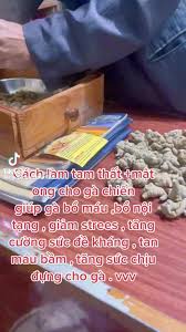 tam thất cho chiến kê#?gachoii❤️❤️ #chienke | TikTok