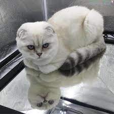 Scottish Fold 35 Scottish Fold Kittens Scottish Fold Munchkin Cat Scottish Fold