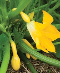 Select zucchini / yellow squash below. Growing Yellow Summer Squash Sowing Culture Harvest Johnny S Selected Seeds