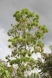 Image result for Alstonia