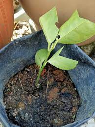 We did not find results for: Menyemai Limau Nipis Ni Cara Paling Simple Mak Mak Perlu Buat Kalau Nak Start Bercucuk Tanam Di Laman Rumah Keluarga