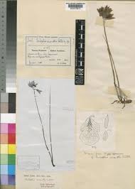Image result for Orthochilus euanthus