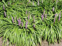 Buying cut flowers can be costly, so why not try growing your own in the garden? Ky Garden Flowers Limonium To Lunaria
