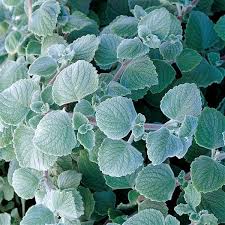 Image result for Plectranthus elegans
