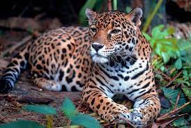 The jaguar is the third largest feline after the tiger and the lion. Las 10 Caracteristicas Del Jaguar Mas Importantes Numtric