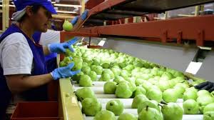 Locuri munca germania in categoria munca in strainatate. Nevoie De Muncitori Barbati Femei Cupluri Pentru Un Depozit De Fructe Din Germania Ropia