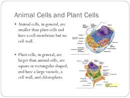 We did not find results for: Chapter 7 A View Of The Cell What Is A Cell Cells Are The Basic Units Of Living Things Plants Animals People And Bacteria Are Made Of Cells The Ppt Download