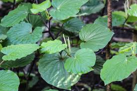 Image result for Kava