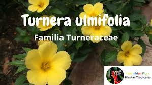 Image result for Turneraceae