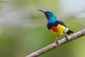 Image result for Cincinnobotrys