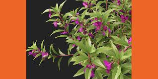 Image result for Impatiens balsamina