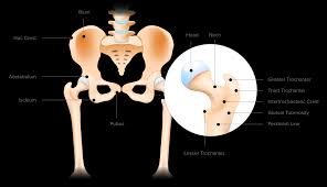 This muscle group also functions to keep the femur head trapped within the hip socket. Tendinitis And Bursitis Treatment Cincinnati Tendinitis Dayton Oh