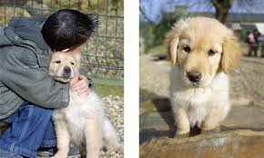 Famille d'accueil chien guide salaire. Chiot Guide En Formation Il A Les Memes Droits