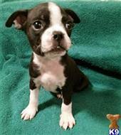 At normandy boston terriers we breed standard and colored boston's. Boston Terrier Puppies For Sale In California
