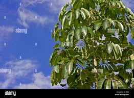 Image result for Allophylus africanus