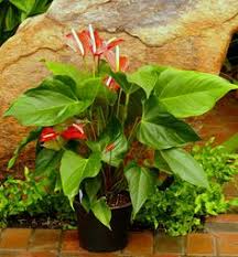 Experience acres of uninterrupted prairie, radiant floral and cactus gardens defined by nature, not the canadian border services agency considers a visit to the peace garden as leaving canada and. Oglesby Plants International Inc Oglesbytc Profile Pinterest