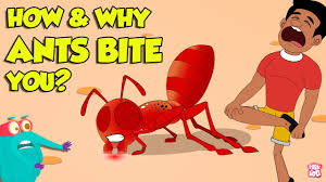 Image result for ant bite