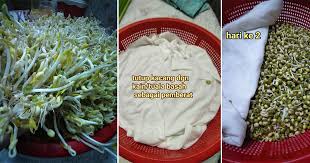 Cara membuat pakan kelinci biasanya dicari oleh mereka yang hobi kelinci. Mudahnya Tanam Tauge Cuma Perlu Penapis Baldi 3 Hari Boleh Tuai Vanilla Kismis