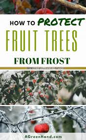 Check spelling or type a new query. How To Protect Fruit Trees From Frost A Green Hand