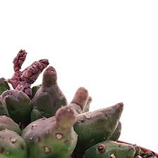 Image result for Piaranthus atrosanguineus