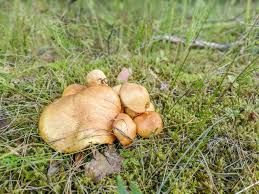 Image result for Suillus weaverae