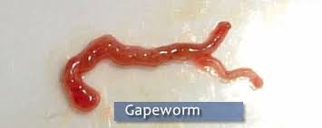gapeworm in chicken that causes chicken sneezing